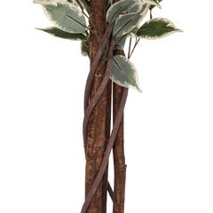 Artificial Bicolored Ficus Plant W/Pot (70 x 180 cm)
