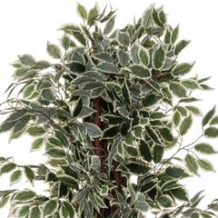 Artificial Bicolored Ficus Plant W/Pot (70 x 180 cm)