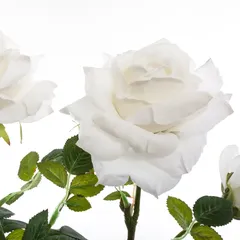 شجيرة ورد بلمسات مخملية (ألوان متنوعة، ارتفاع 74 سم)