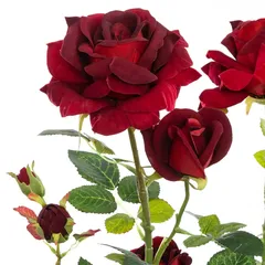 شجيرة ورد بلمسات مخملية (ألوان متنوعة، ارتفاع 74 سم)