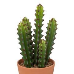 نبات صبار اصطناعي مع أصيص (12 × 30 سم)