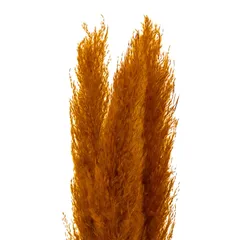 Atmosphera Dried Pampas (11 x 11 x 109 cm)