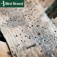 Bird Brand Woodworm Killer (1 L)