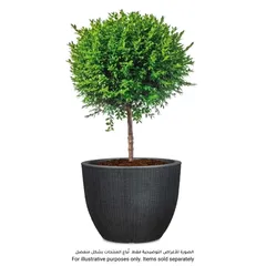 Scheurich Barceo Plastic Plant Pot (39 x 30 cm, Anthracite)