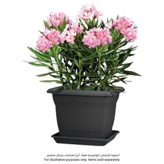 Scheurich Lara Square Plastic Saucer (35 x 35 x 4.9 cm, Gray)