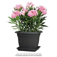 صحن نباتات مربع بلاستيك شوريك لارا (39.9 × 39.9 × 5.3 سم، رمادي)