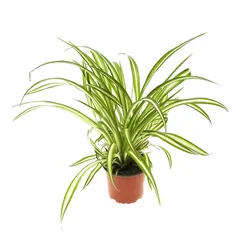 Chlorophytum Live Indoor Plant