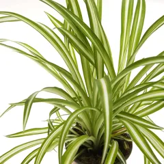 Chlorophytum Live Indoor Plant