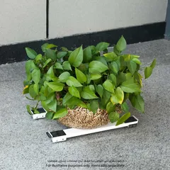 Diall Appliance Roller (125 kg)