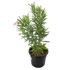 Oleander Live Plant