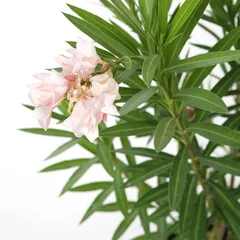 Oleander Live Plant