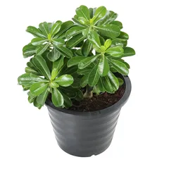 Adenium Live Plant