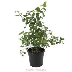 Hibiscus Live Plant
