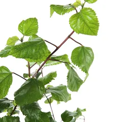 Hibiscus Live Plant