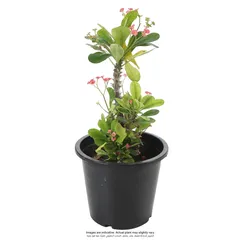 Euphorbia Live Plant