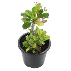 Euphorbia Live Plant