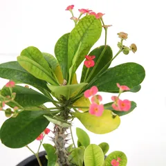 Euphorbia Live Plant