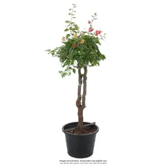 Grafted Bougainvillea Live Plant (27.9 cm)