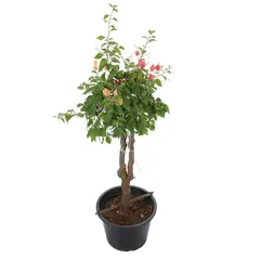 Grafted Bougainvillea Live Plant (27.9 cm)