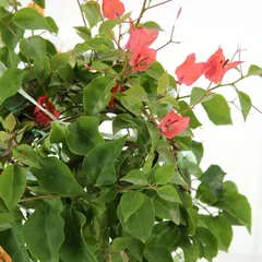 Grafted Bougainvillea Live Plant (27.9 cm)