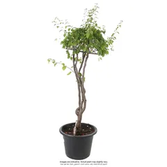 Grafted Bougainvillea Live Plant (30.4 cm)