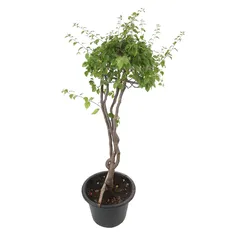 Grafted Bougainvillea Live Plant (30.4 cm)