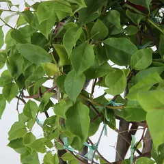 Grafted Bougainvillea Live Plant (30.4 cm)