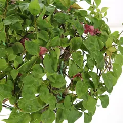 Grafted Bougainvillea Live Plant (38.1 cm)