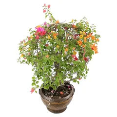 Ball-Shaped Bougainvillea Live Plant