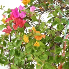 Ball-Shaped Bougainvillea Live Plant