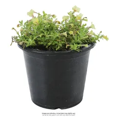 Calibrachoa Live Plant