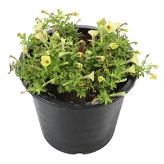 Calibrachoa Live Plant