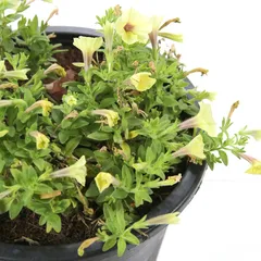 Calibrachoa Live Plant