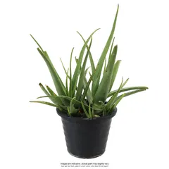 Aloe Vera Live Plant