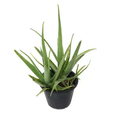 Aloe Vera Live Plant