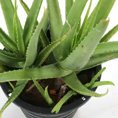 Aloe Vera Live Plant