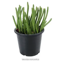 Live Cactus Plant