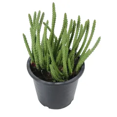 Live Cactus Plant