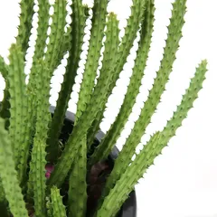 Live Cactus Plant