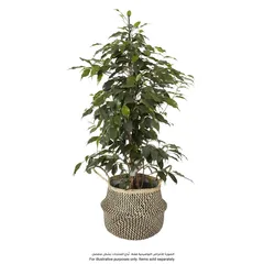 Herringbone Seagrass Plant Pot (25 x 26 cm, Multicolor)