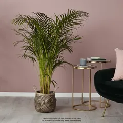 Herringbone Seagrass Plant Pot (25 x 26 cm, Multicolor)
