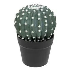 صبار بنما مع أصيص بلاستيكي أتموسفيرا (ارتفاع 25 سم)