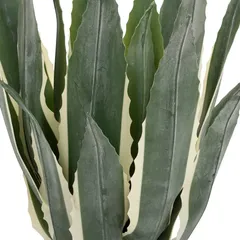 نبات صبار أمريكي بنمي مع أصيص أتموسفيرا (ارتفاع 55 سم)