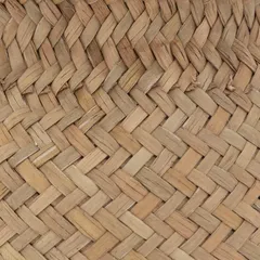 نبات جيلينج مع أصيص طبيعي أتموسفيرا (ارتفاع 20 سم)