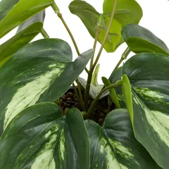 Atmosphera Soleya Plant with Ceramic Face Pot (H. 30 cm)