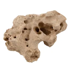 Fossil Hole Rocks (15 - 20 cm)