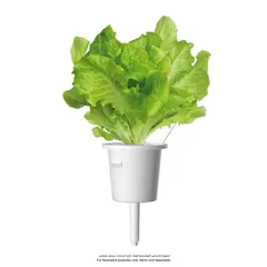 Click & Grow Green Lettuce plant pods (3 Pc.)