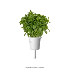 Click & Grow Dwarf Basil Plant pod (3 Pc.)