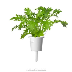 Click & Grow Leaf Mustard Plant Pods (3 Pc.)