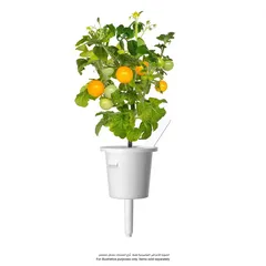 Click & Grow Yellow Mini Tomato (3 Pc.)